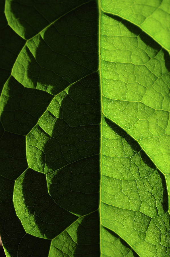 Shadow and Light. Green Leaf Macro Photograph by Jenny Rainbow