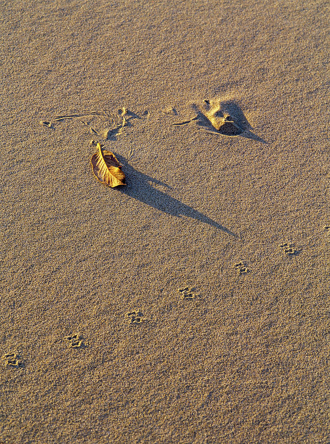 Shadow and Tracks Photograph by Robert Potts