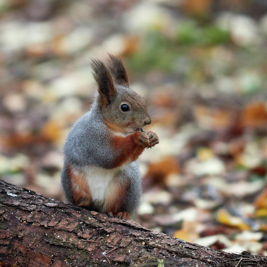 Shadow boxing. Red squirrel Photograph by Jouko Lehto