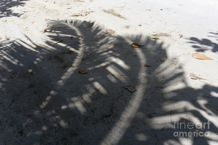 Shadow Fronds by Randall Saltys Shadow Fronds by Randall Saltys