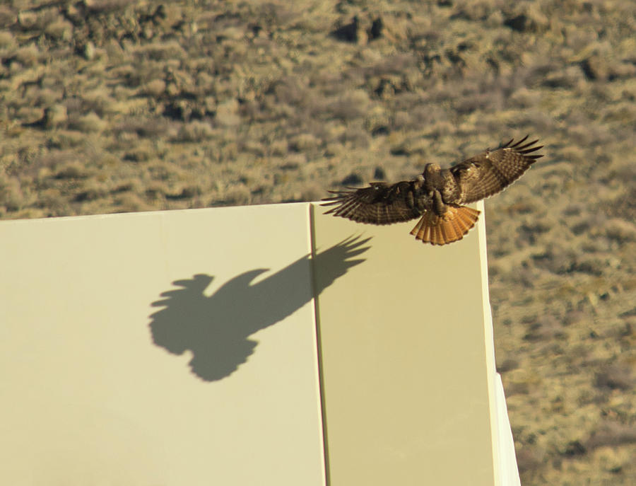 Reno Photograph - Shadow Hawk by Photos By Scotty Baby
