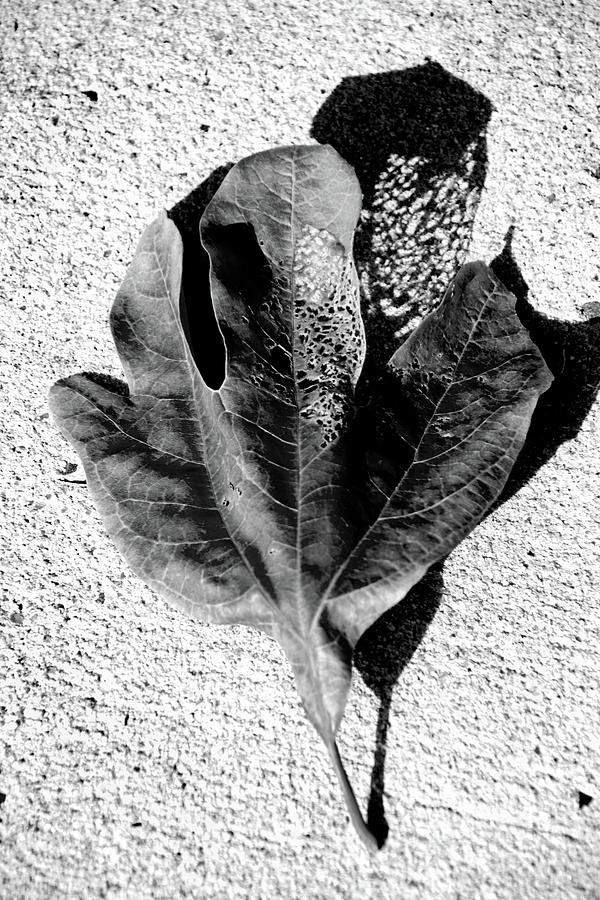 Shadow Photograph - Shadow of a leaf by Seth Love