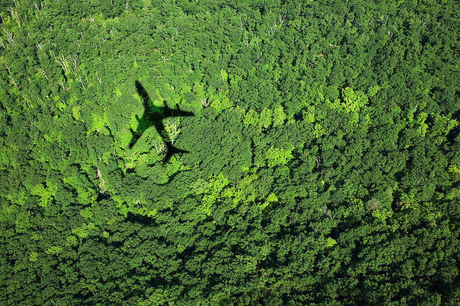 Shadow Of Airplane Over Forest Photograph by Thomas Jackson