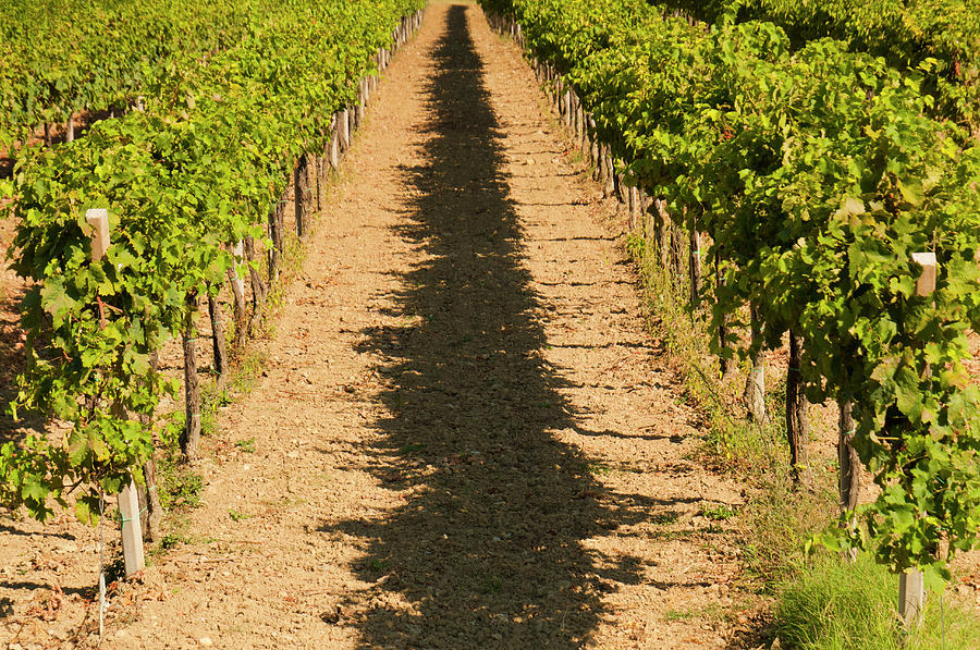 Shadow Of Grape Vines Photograph by Stuart Mccall