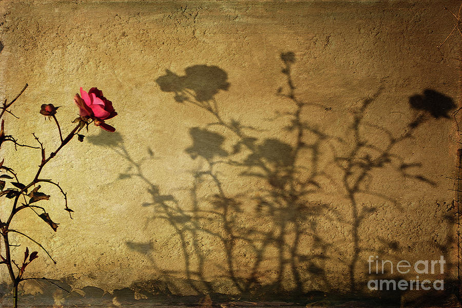 Rose Photograph - Shadowcast  by Liz Alderdice