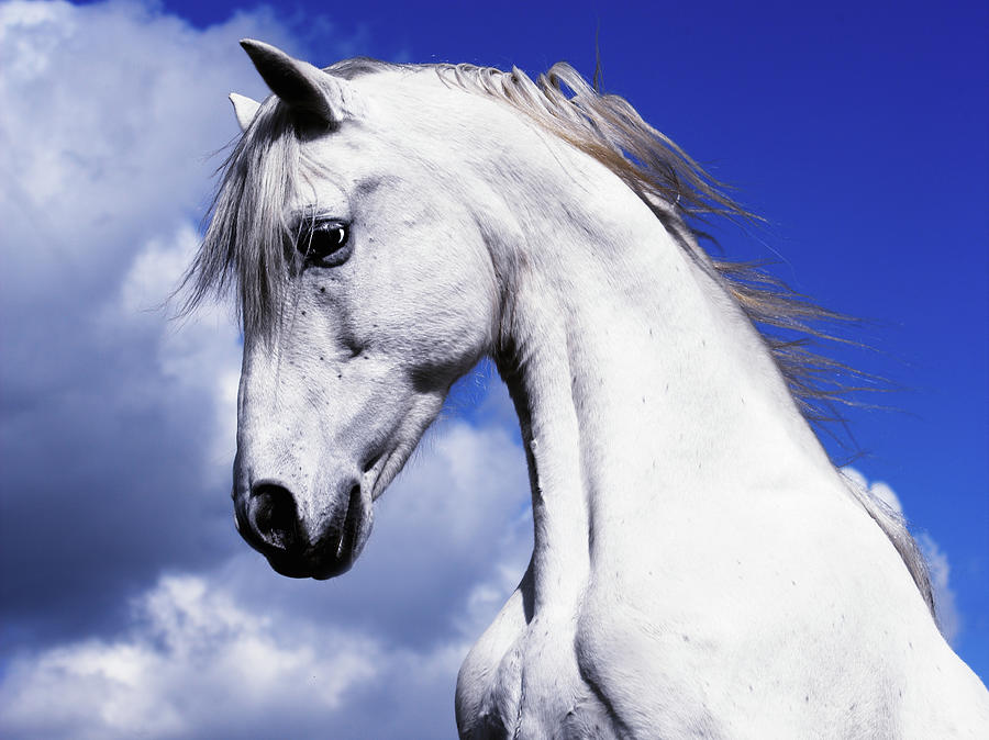 Shadowfax White Horse On A Blue Sky Photograph by 66north
