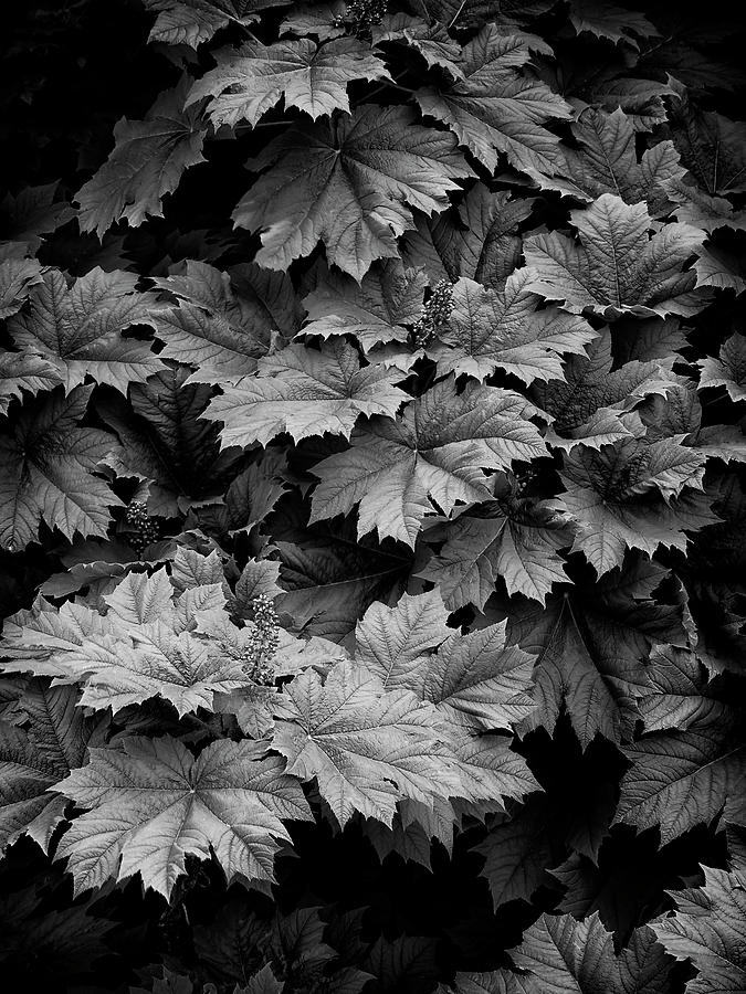 Shadows and Leaves Photograph by Steven Clark