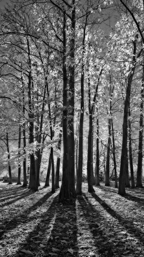 Shadows and Light Autumn Trees Black and White Photograph by Allan Van Gasbeck