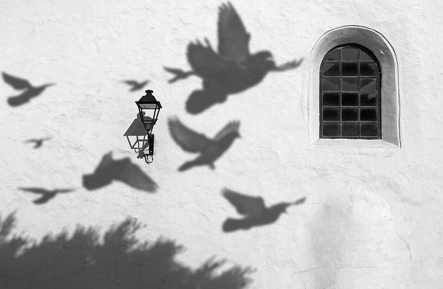 Pigeon Photograph - Shadows by Giorgio Pizzocaro