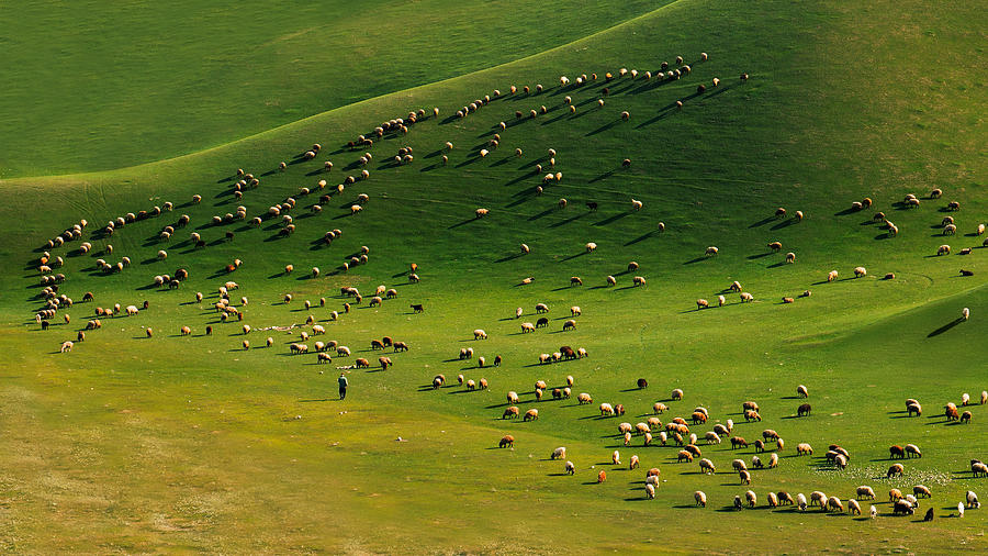 Sheep Photograph - Shadows by Hessam M. Nik
