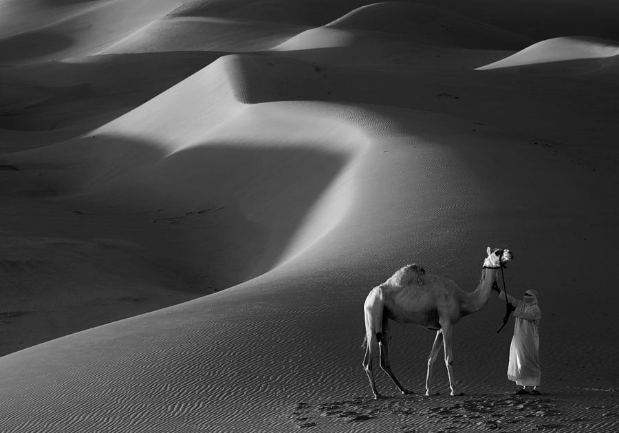 Camel Photograph - Shadows Lines by Motazassi
