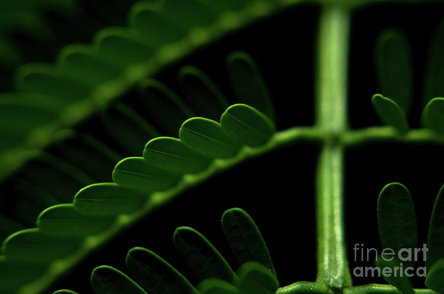 Green Shadows #1 Photograph by Michelle Meenawong