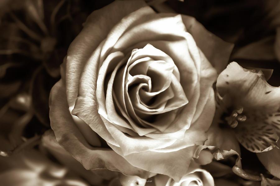 Shadows Of A Rose Photograph