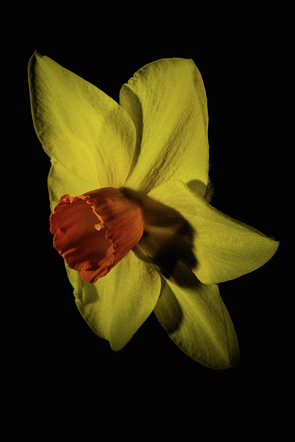 Shadows Of Daffodil Photograph