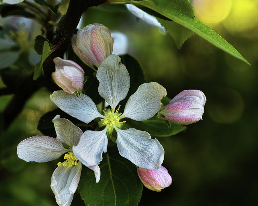 Flower Photograph - Shady Appleblossoms by Sue Capuano
