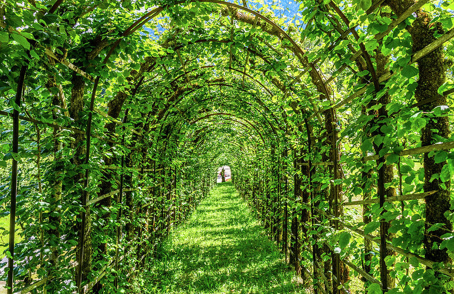 Shady Arbor of Linderhof Palace Photograph by Marcy Wielfaert