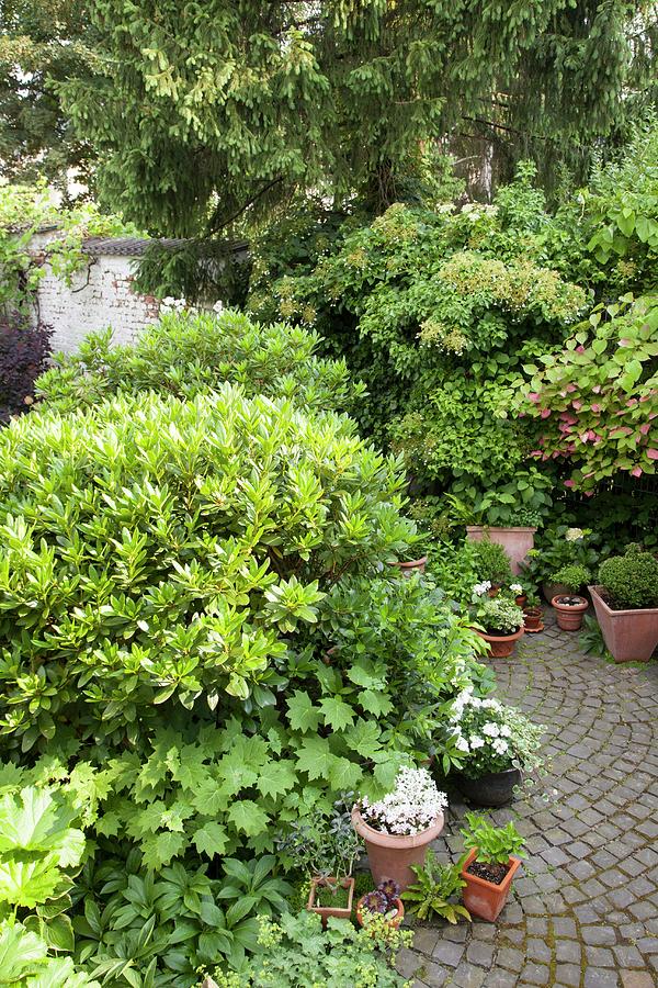Shady Garden With Various Bushes And Corydalis And Path Paved In Fantail Pattern Photograph by Sibylle Pietrek