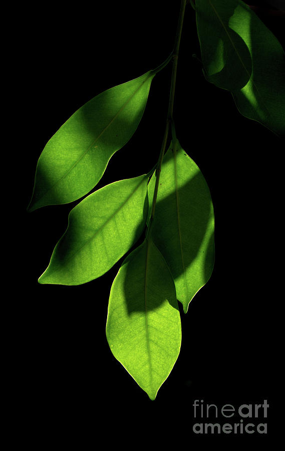 Abstract Photograph - Shady Leaves by Michelle Meenawong