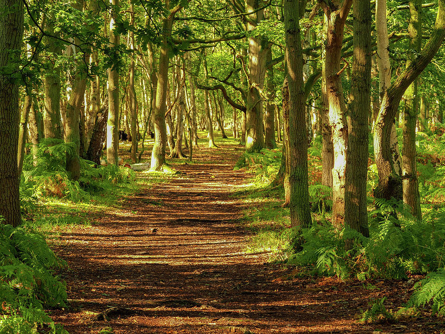 Shady Woods on a Sunny Day Photograph by Angie C | Fine Art America