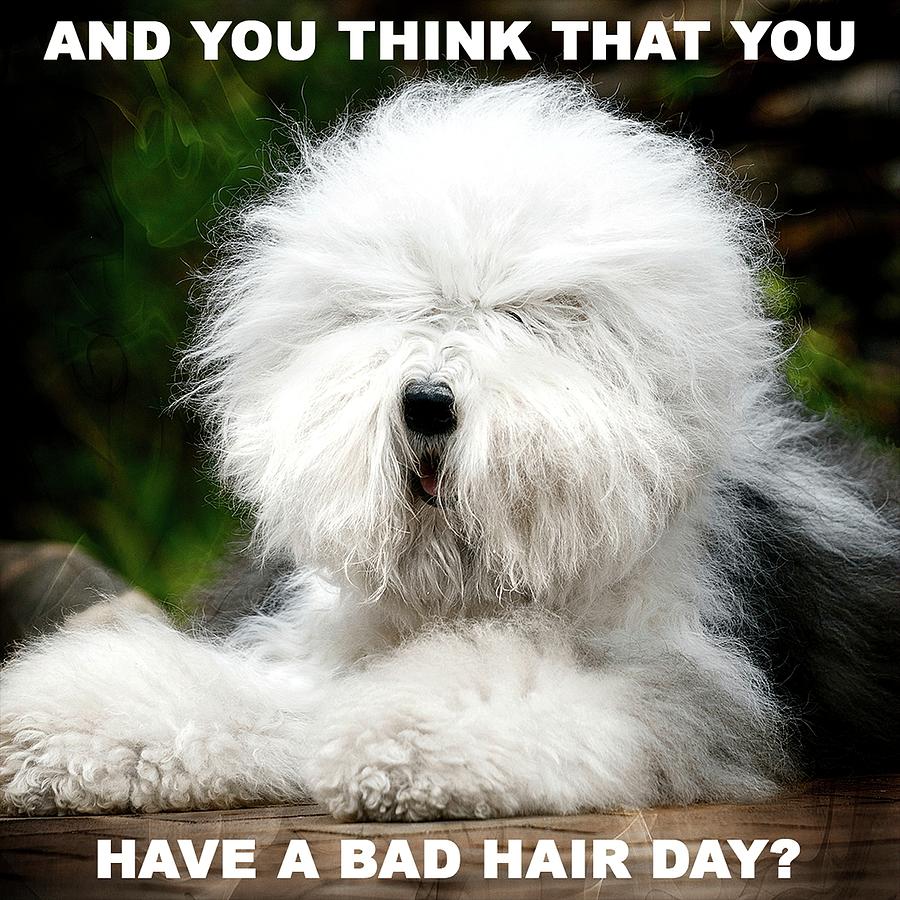 Shaggy Dog With Bad Hair Day Photograph by Michelle Liebenberg