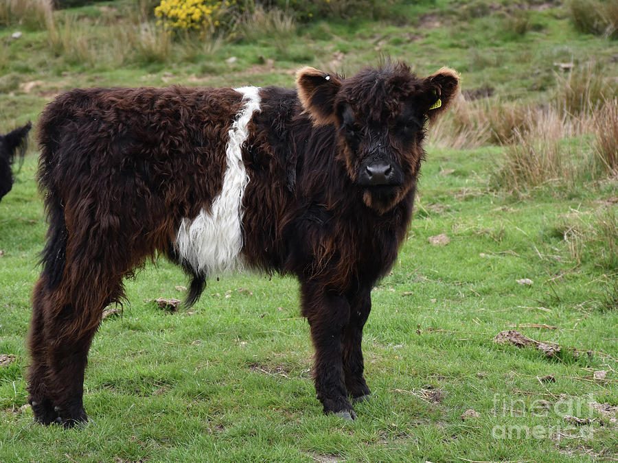 language Money rubber laundry Shaggy Fur on a Belted Galloway Calf in England Photograph by DejaVu  Designs | Pixels
