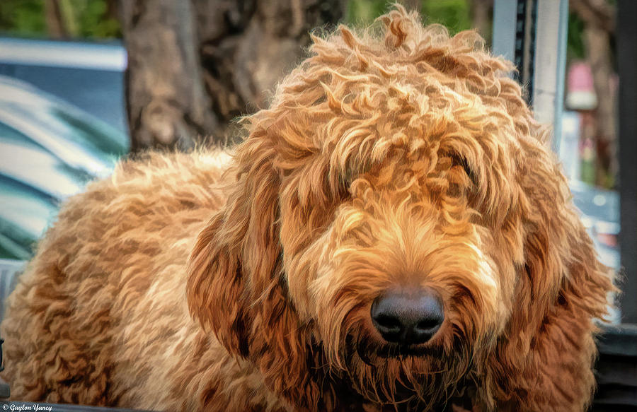 Shaggy by Gaylon Yancy Shaggy by Gaylon Yancy