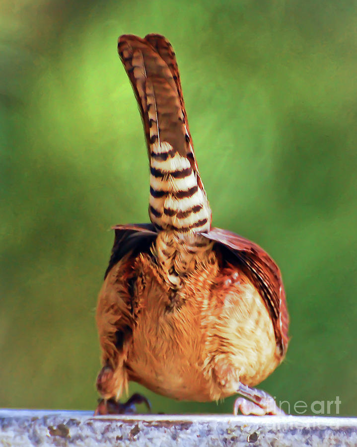 Shake A Little Tail Feather - Carolina Wren Photograph by Kerri Farley