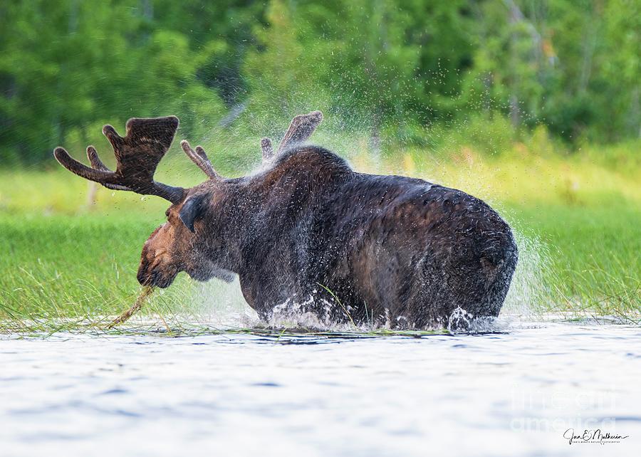 Shake It - Bull Moose - Allagash Maine Photograph