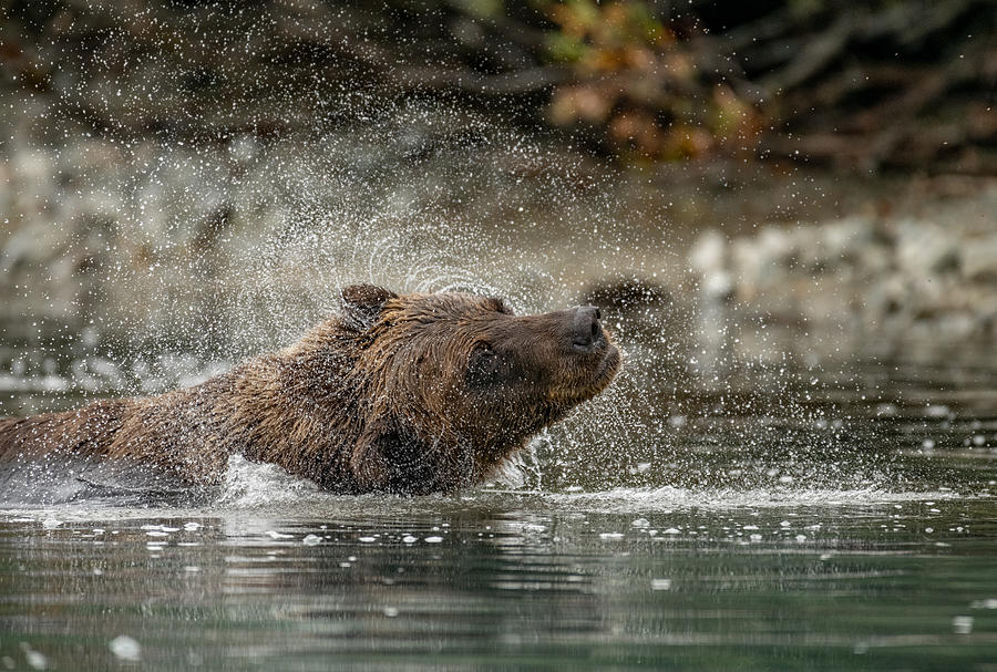Wildlife Photograph - Shake It Grizzly by Sunny Saha Pramanick