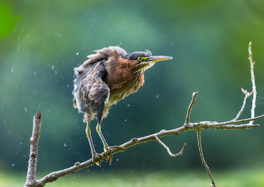 Heron Photograph - Shake It Off by Kevin Wang
