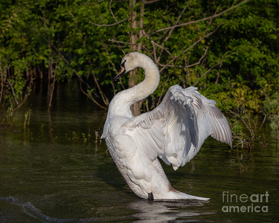 Shake it off Swan Photograph by Alma Danison