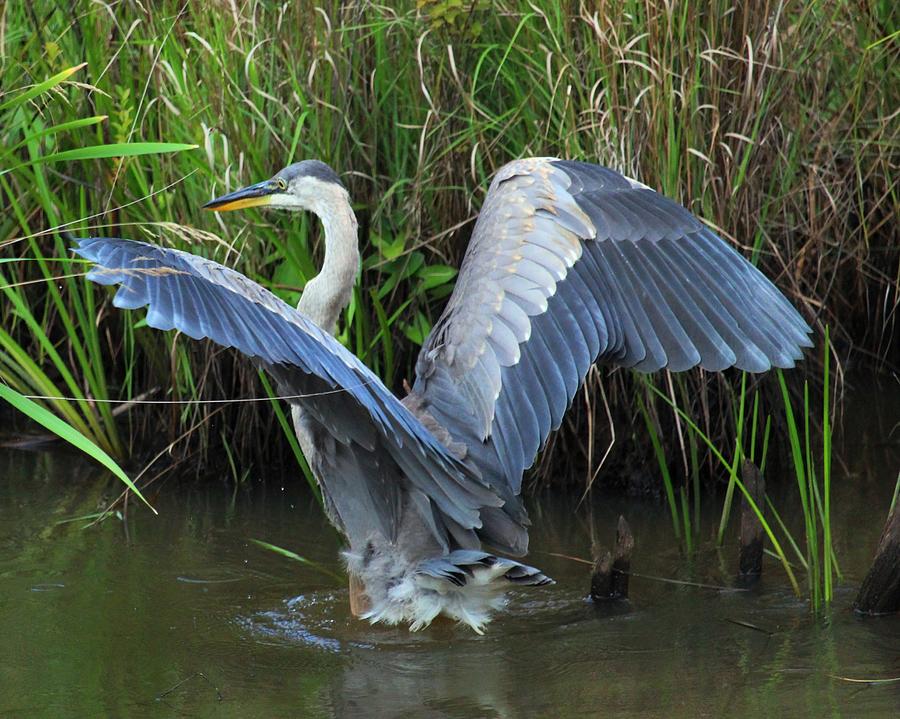 Shake Those Tail Feathers Photograph by On The Go Candace Daniels - Pixels