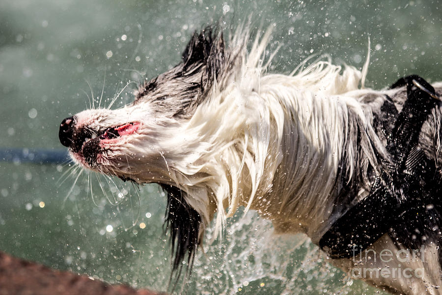 Play Photograph - Shaking Dog by Feseven Play Photograph - Shaking Dog by Feseven