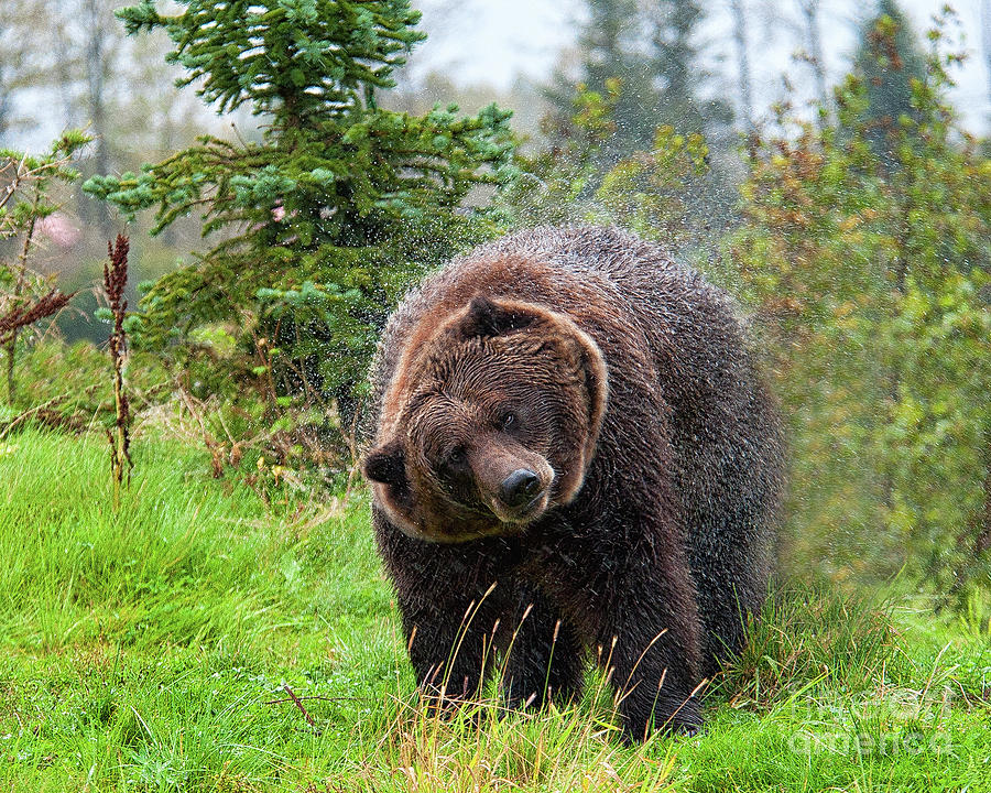 Shaking Off Rain Grizzly Bear Photograph by Timothy Flanigan