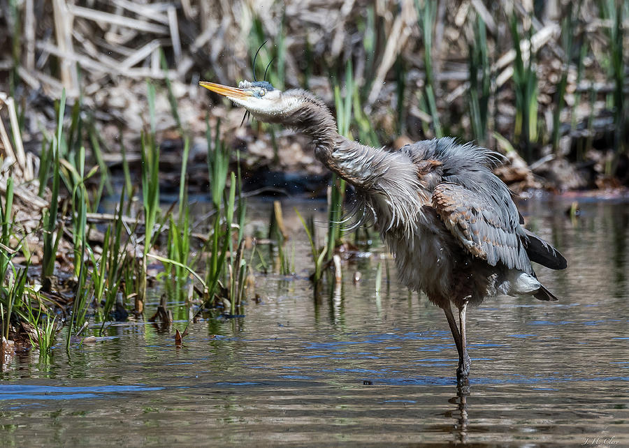 Nature Photograph - Shaking Off the Water - Great Blue Heron by J H Clery