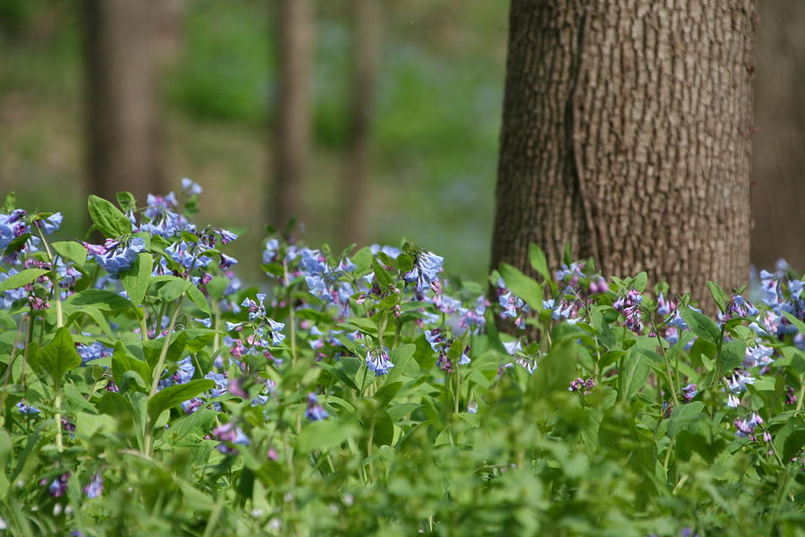Shallow Bluebells Photograph by Dylan Punke