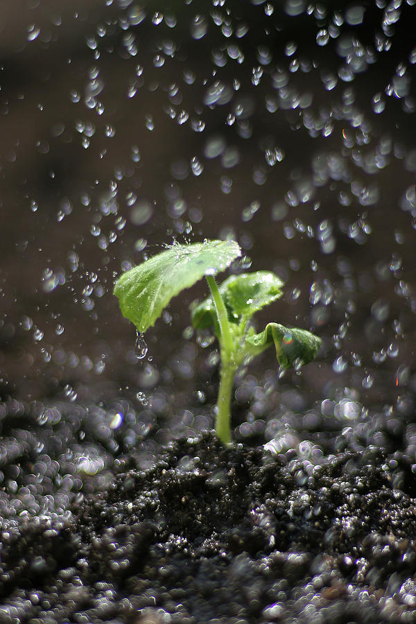 Shallow Depth Of Field Watering Sprout Photograph by Dess