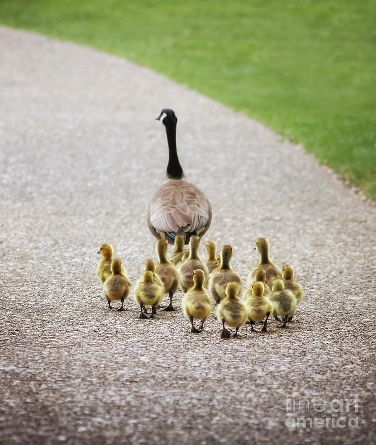 Feather Photograph - Shallow Dof On Babies A Cute Family by Annette Shaff Feather Photograph - Shallow Dof On Babies A Cute Family by Annette Shaff