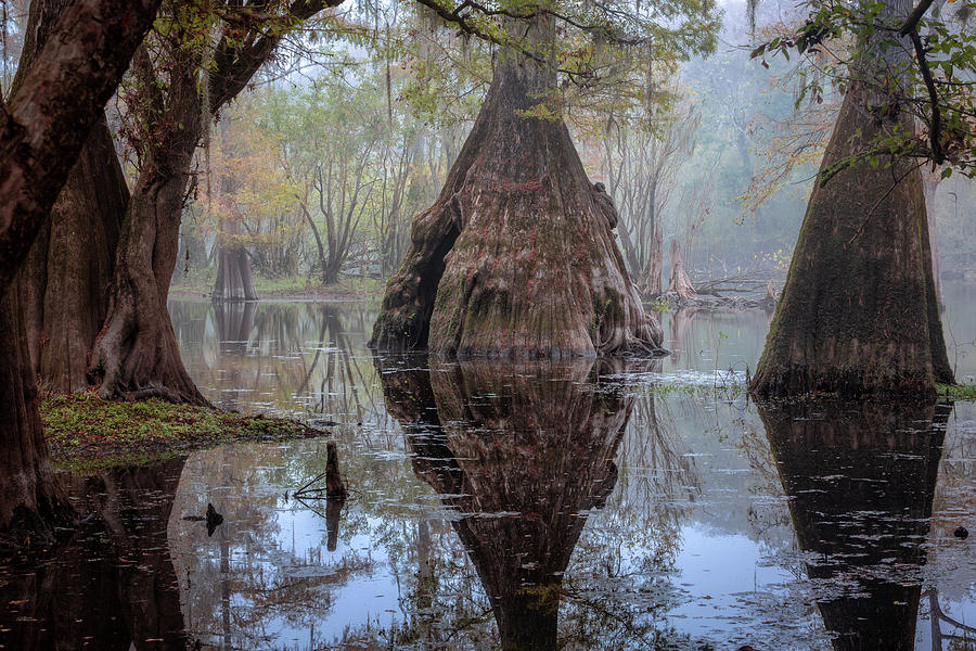 Shallow pond in Giant Cypress Forest Photograph by Alex Mironyuk