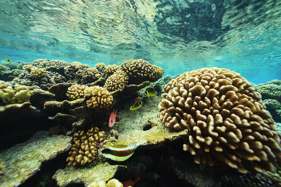Shallow Pristine Coral Reef Photograph by Stuart Westmorland / Design Pics