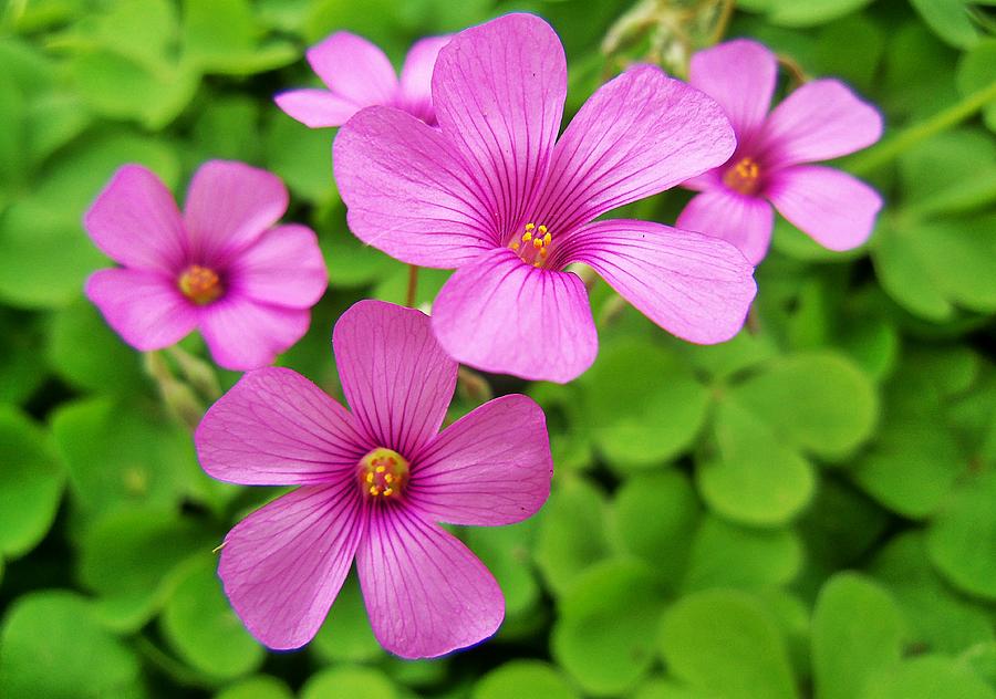 Shamrock Flower Photograph by Gaby Ethington - Pixels