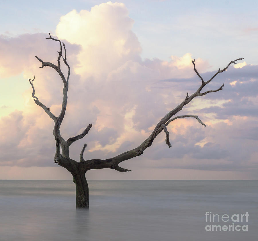 Bull Island Photograph - Shanghaied by DiFigiano Photography Bull Island Photograph - Shanghaied by DiFigiano Photography