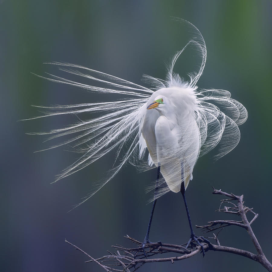 Wildlife Photograph - Shape Of The Wind by Qing Zhao