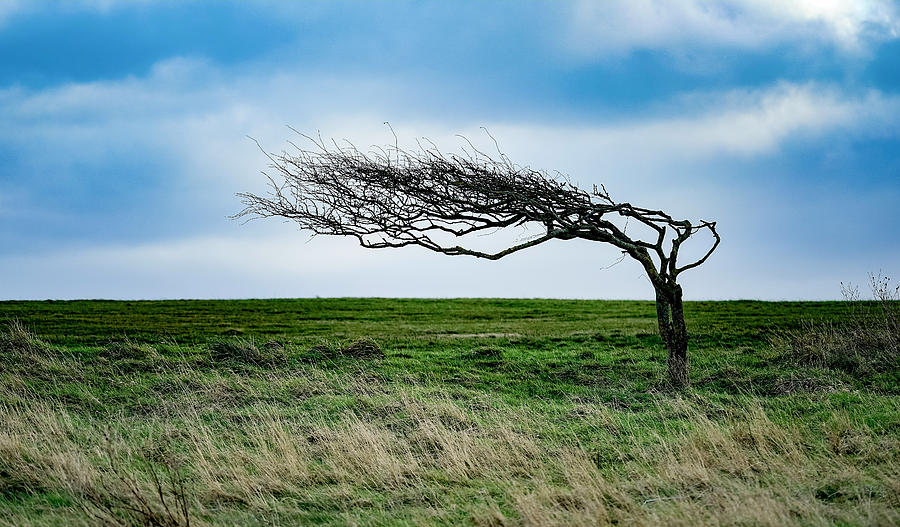 Shaped By The Wind Photograph