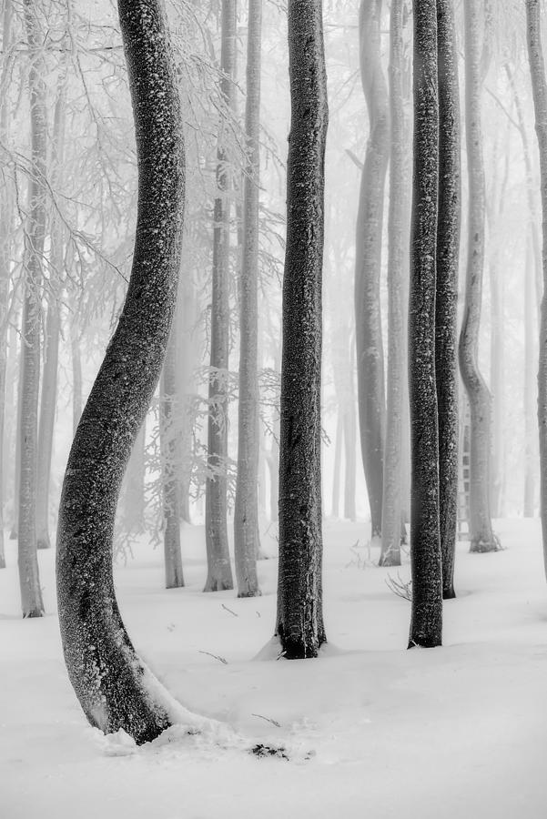 Winter Photograph - Shapes by Tom Pavlasek