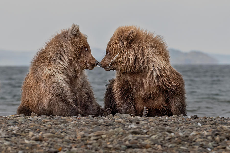 Bear Photograph - Sharing A Feather by Siyu And Wei Photography