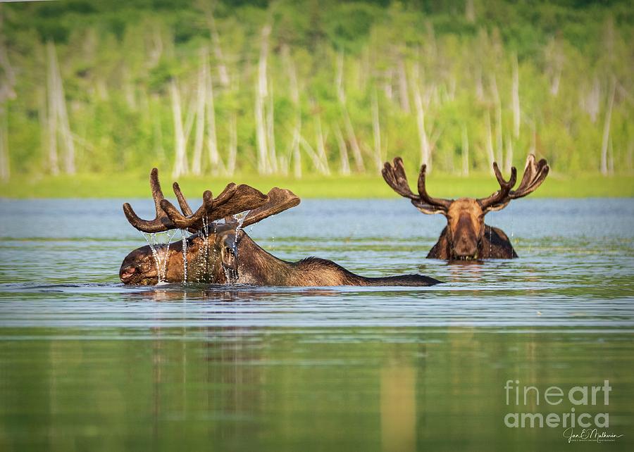 Sharing Breakfast - Bull Moose Allagash Maine Photograph