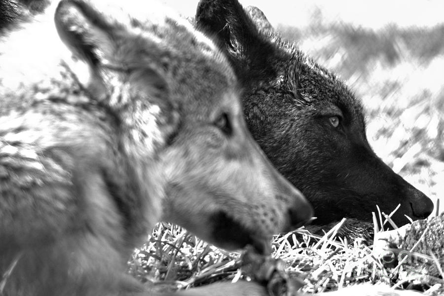 Sharing In The Feast Black And White Photograph by Adam Jewell