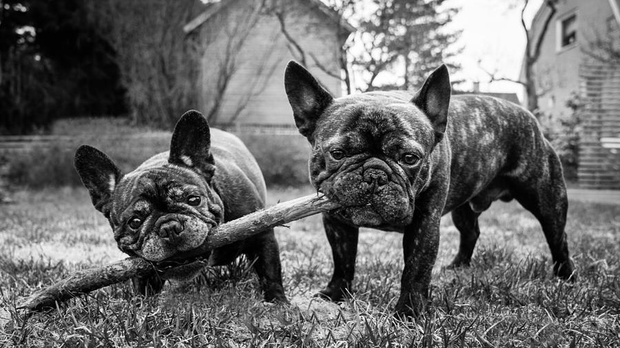 Animal Photograph - Sharing Is Caring by Marcus Holmqvist