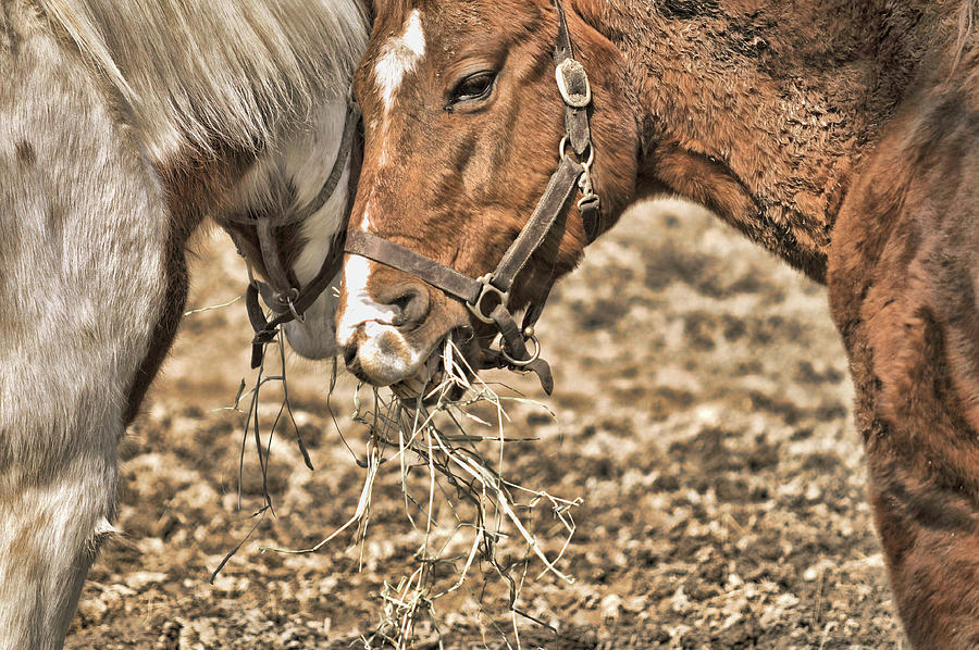 Sharing The Hay Photograph by JAMART Photography